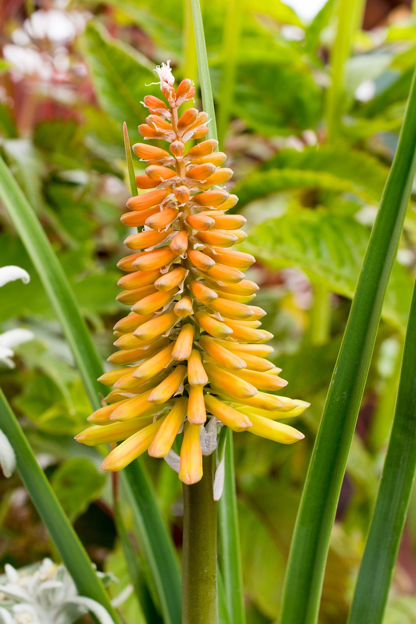 Image - torch lily flower blossom bloom