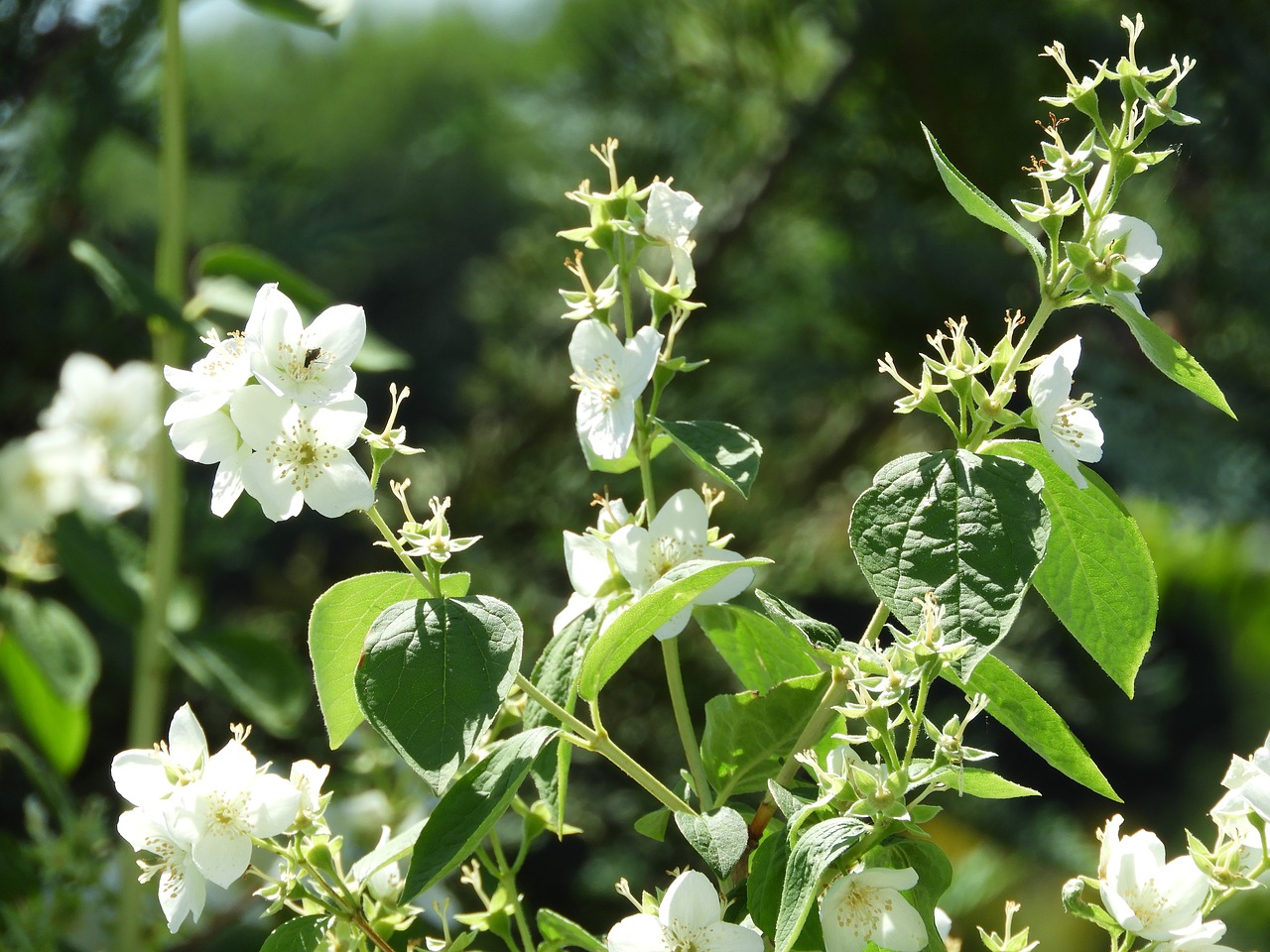 Image - bloom jasmin fragrance nature