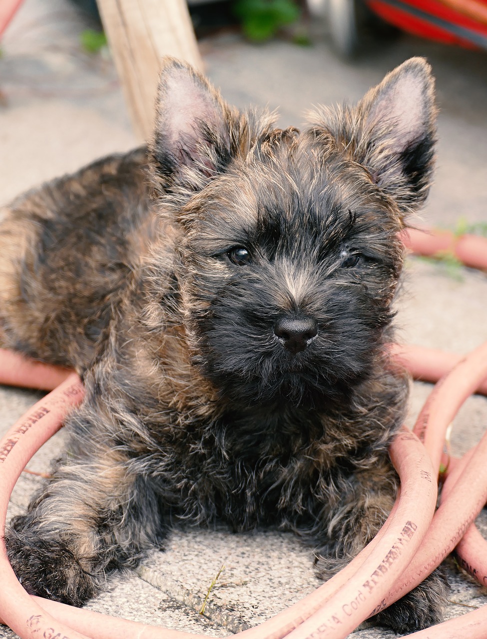Image - puppy cairn terrier terrier garden