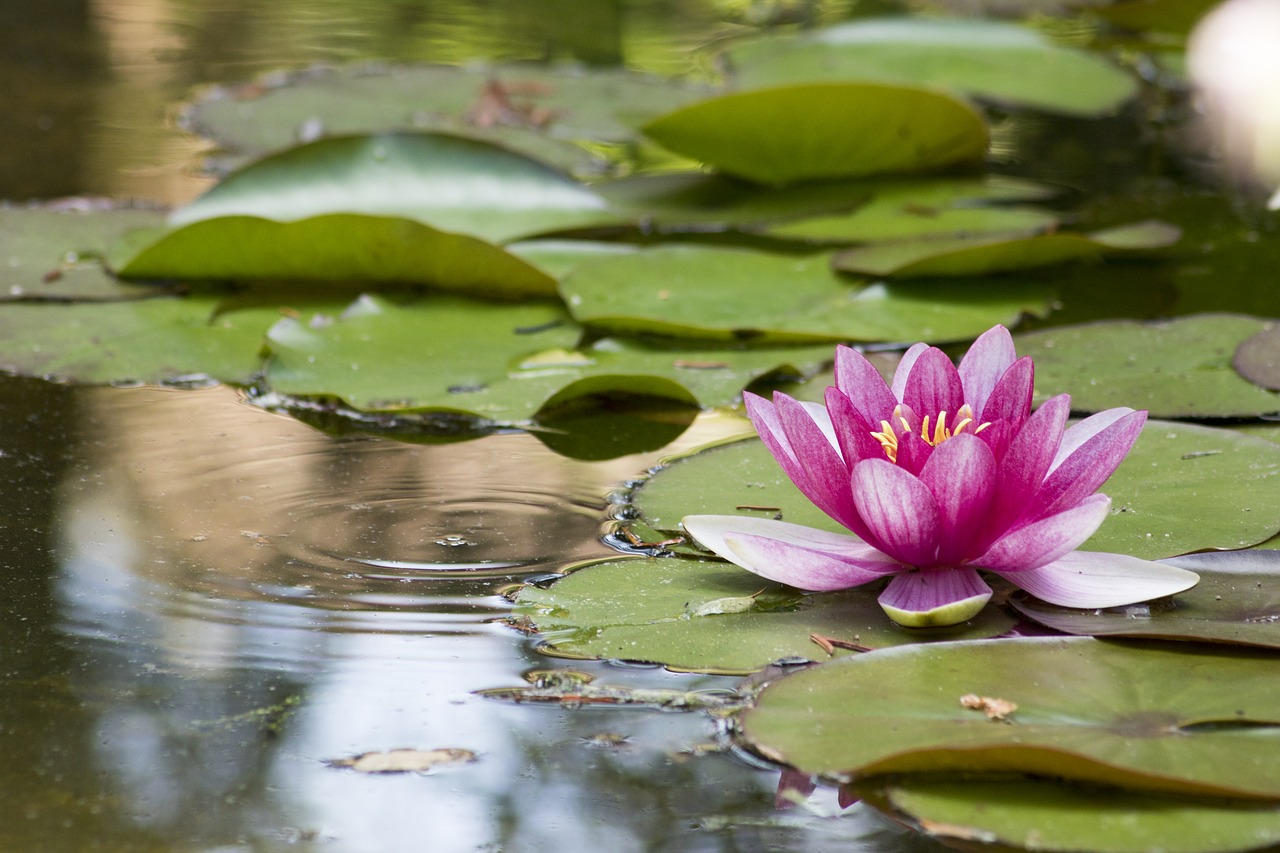 Image - water lily pink aquatic plant