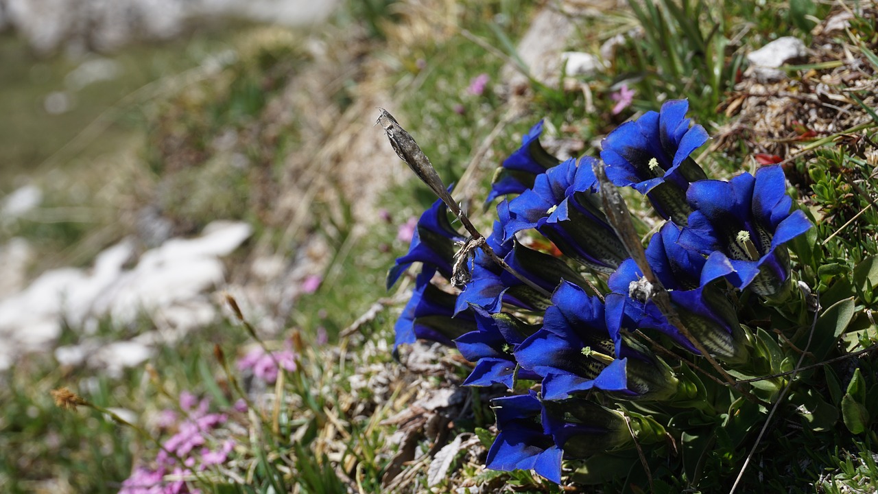 Image - blue alpine alpine flower tyrol