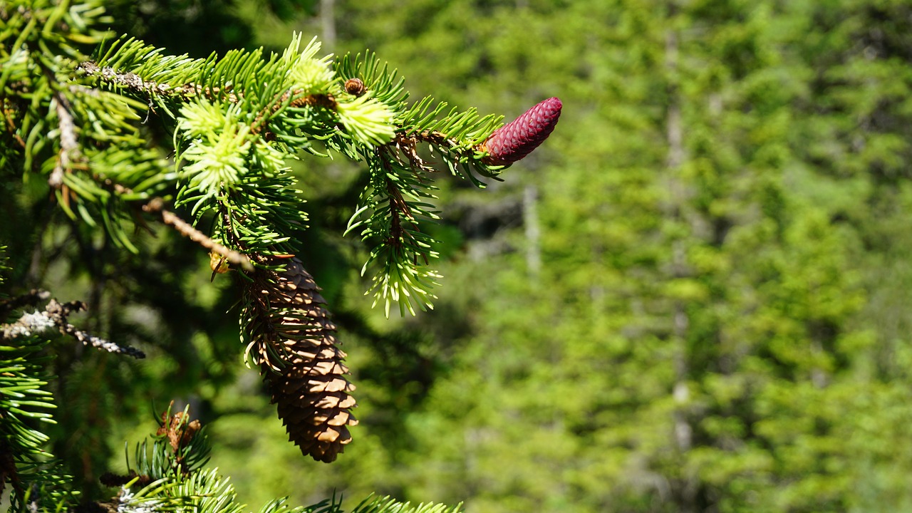 Image - pine cones fir reddish plant