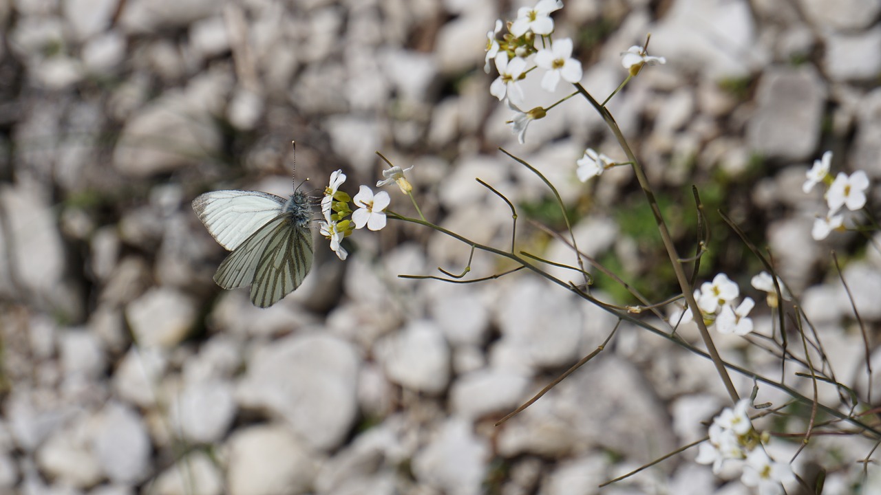 Image - white pebble butterfly stones