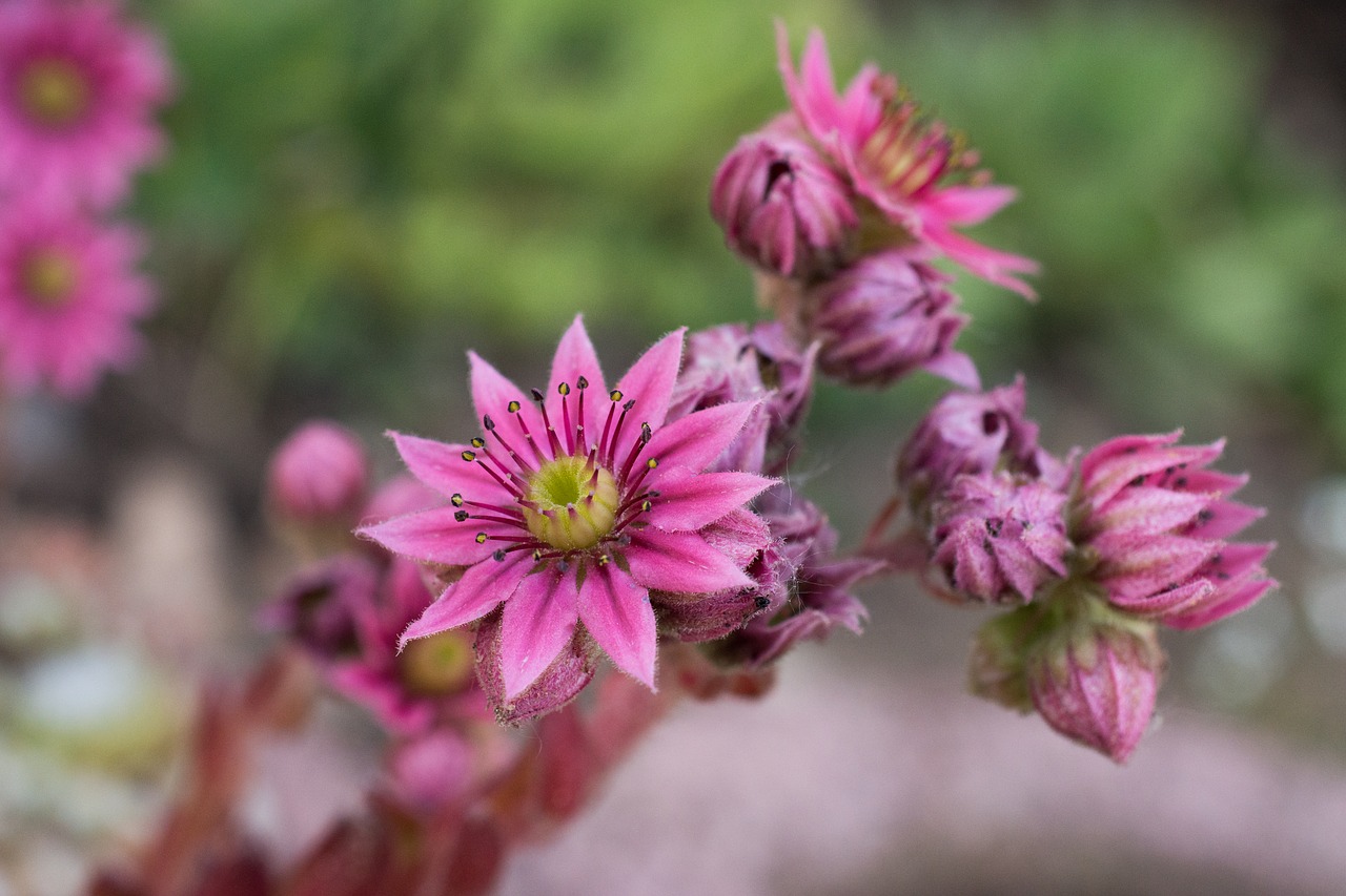 Image - succulent flower stone garden