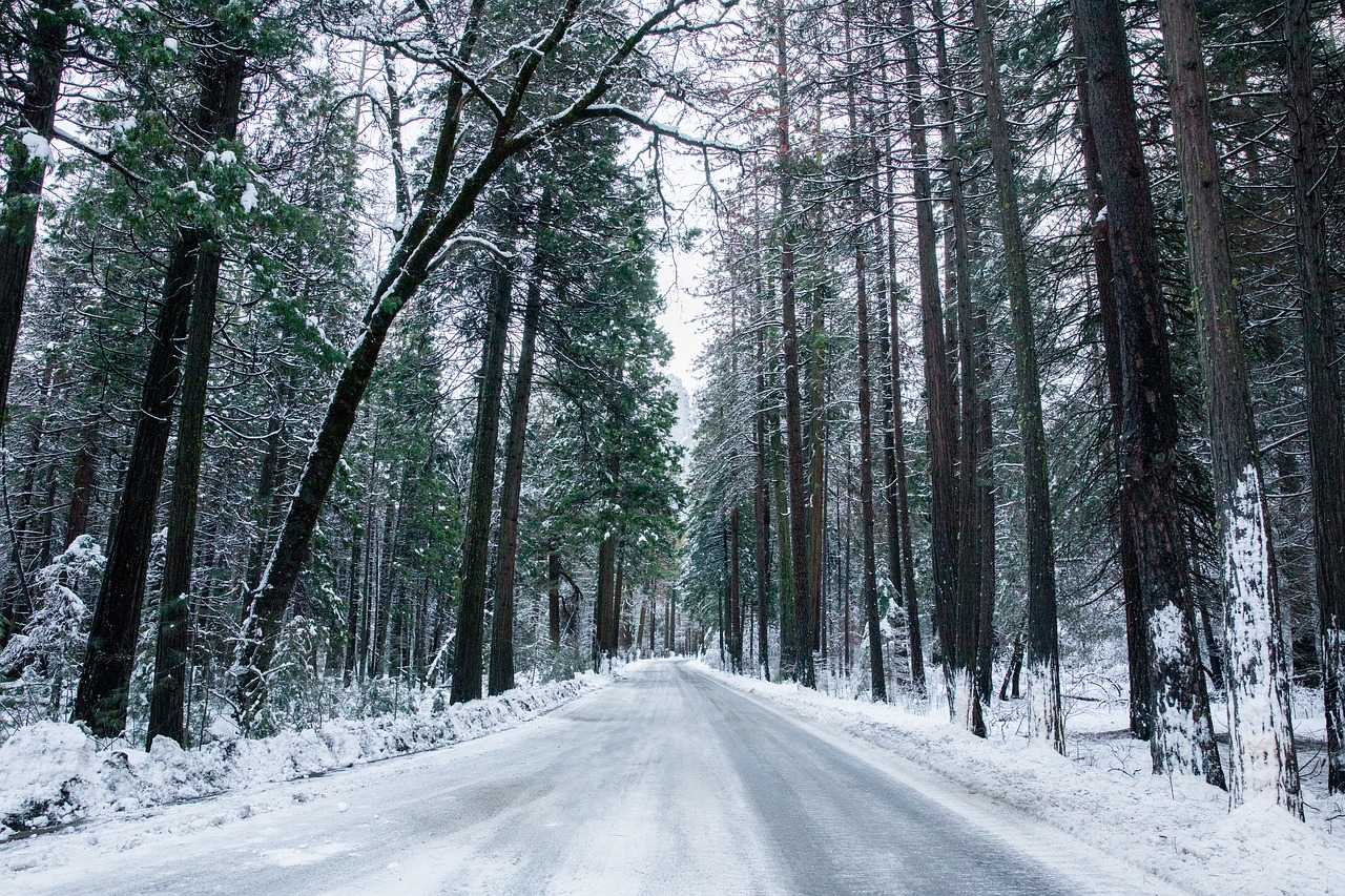 Image - snow forest way