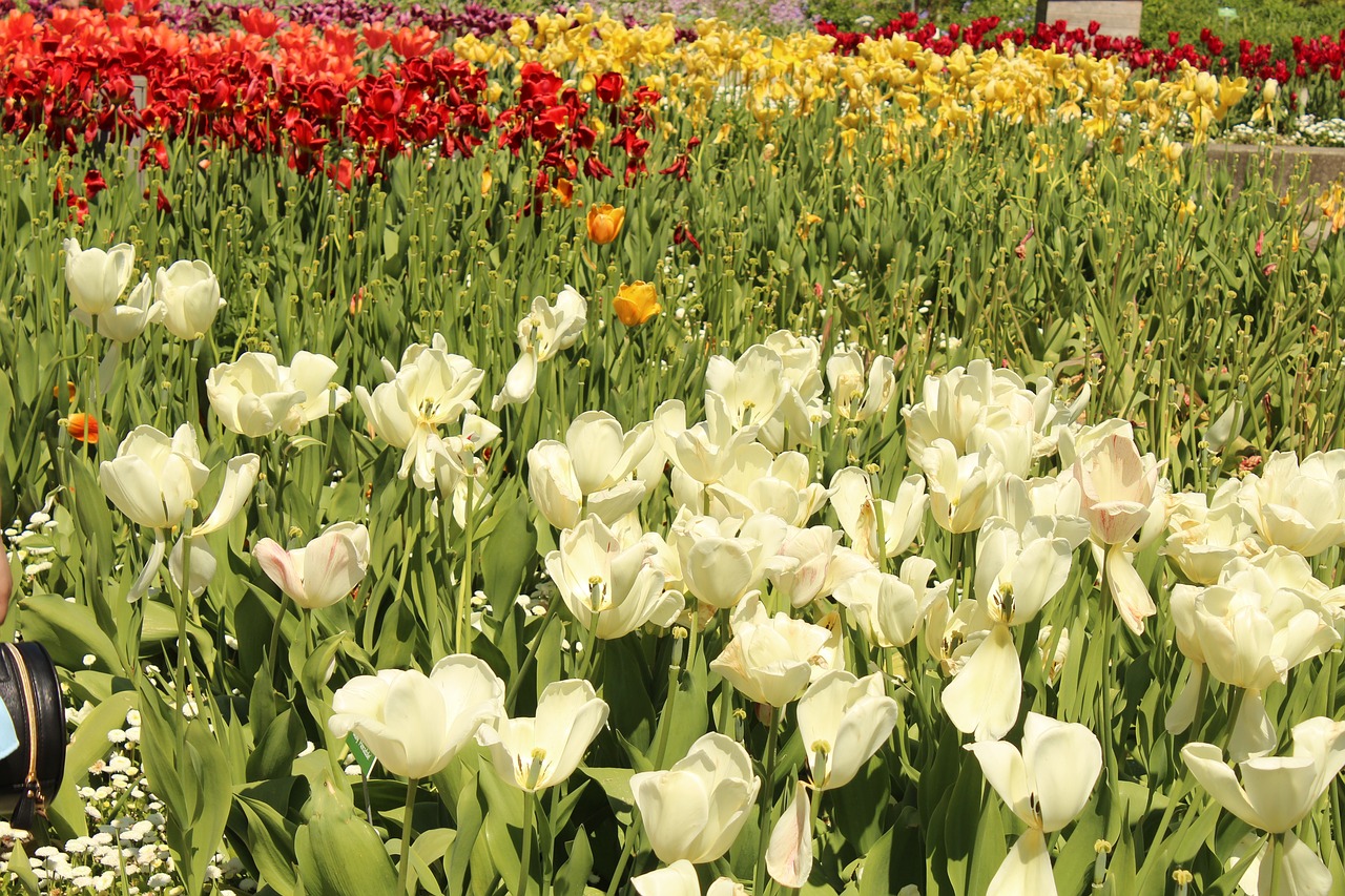 Image - white red money green blossom