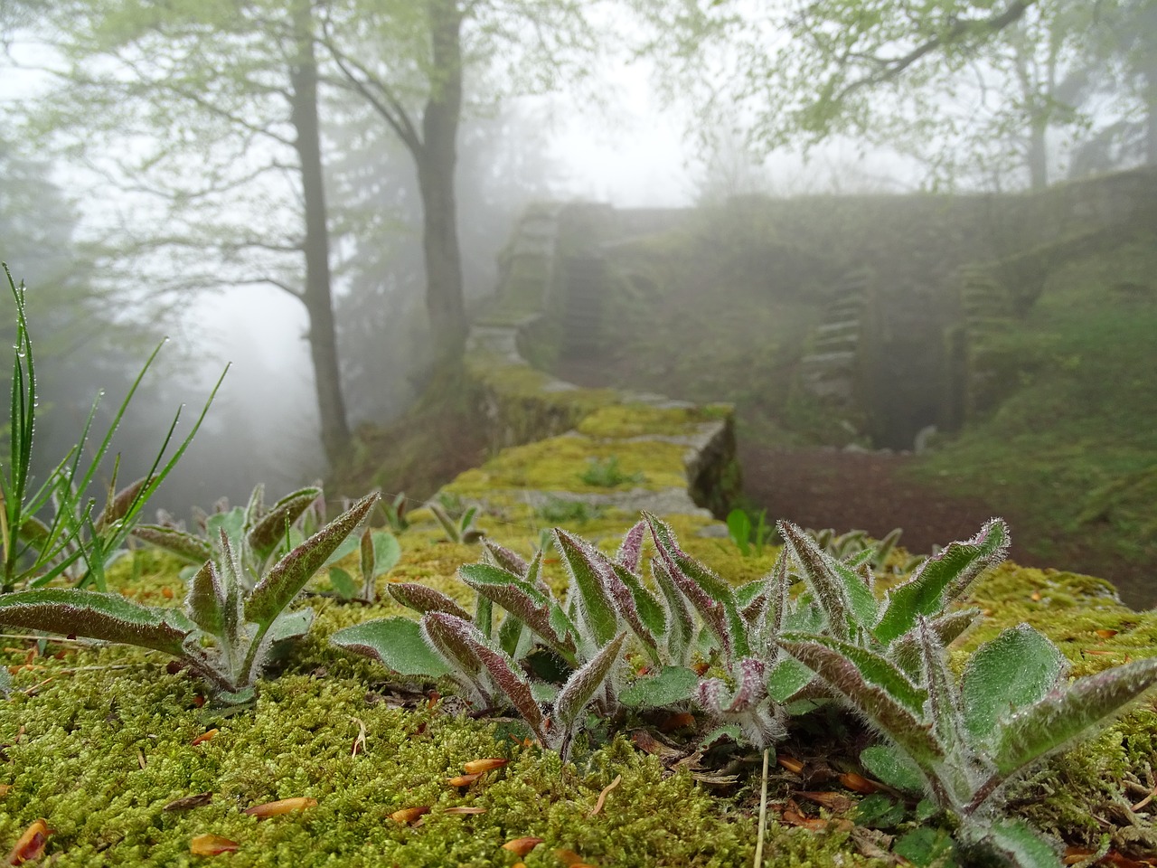Image - wall castle ruin fog moss autumn