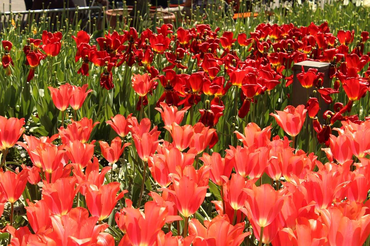 Image - tulips red tulip sea flowers