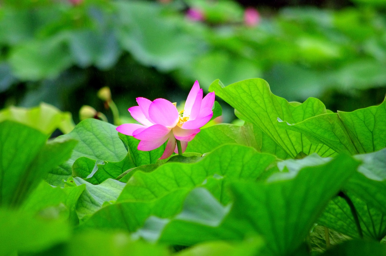 Image - lotus flower japan water pond