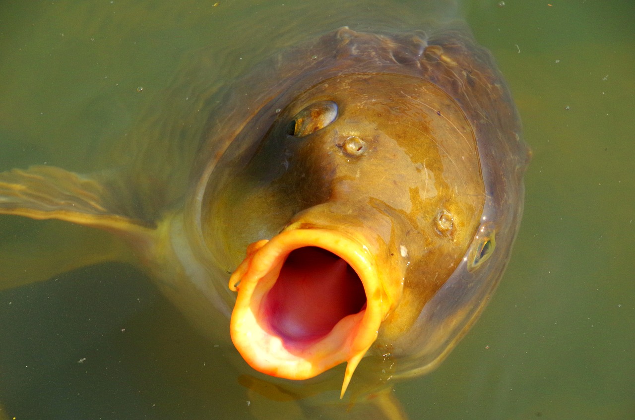 Image - carp mouth water japan natural