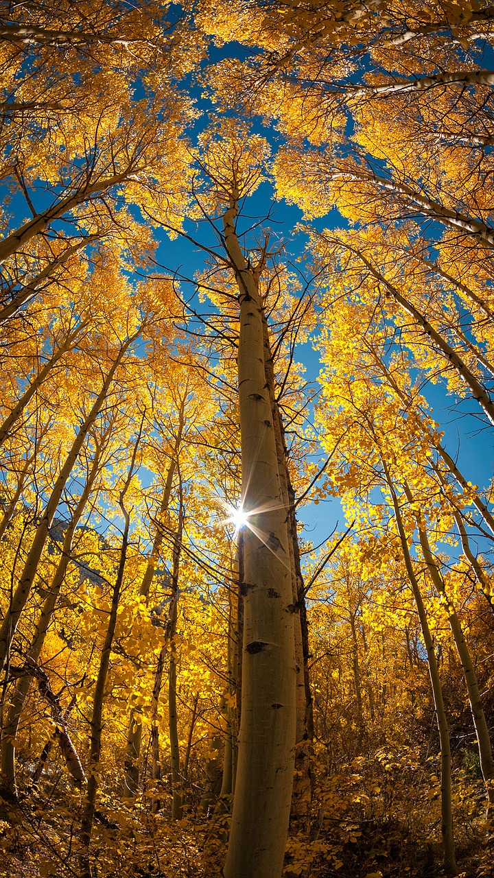 Image - tree autumn light leaf sky look