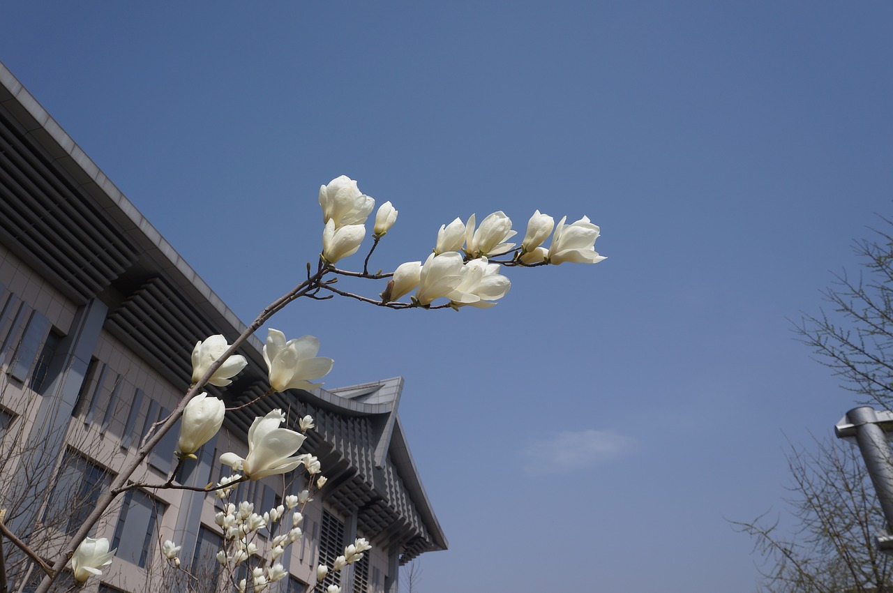 Image - peach blossom blue sky spring