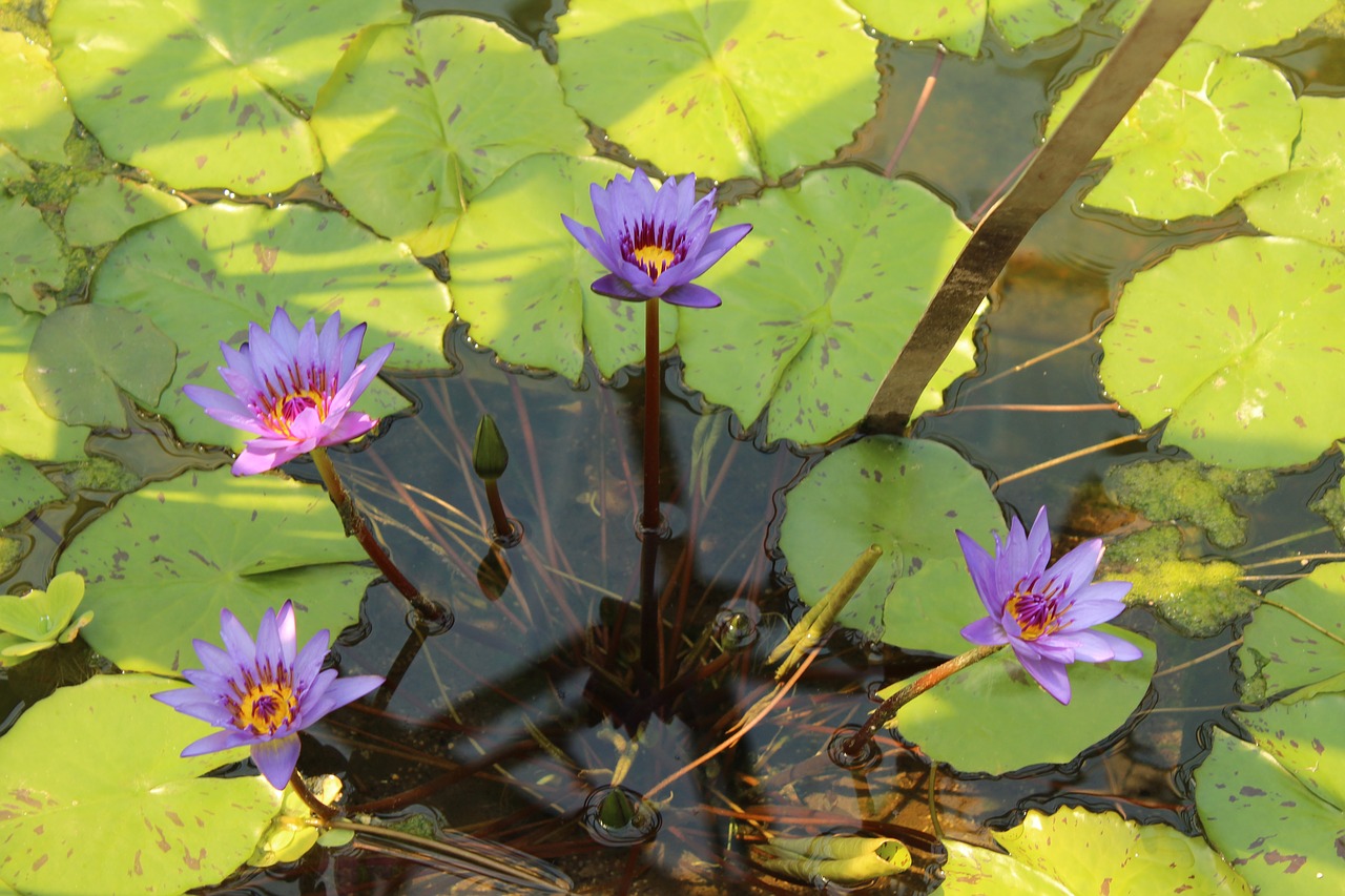 Image - lake rose purple water water lily