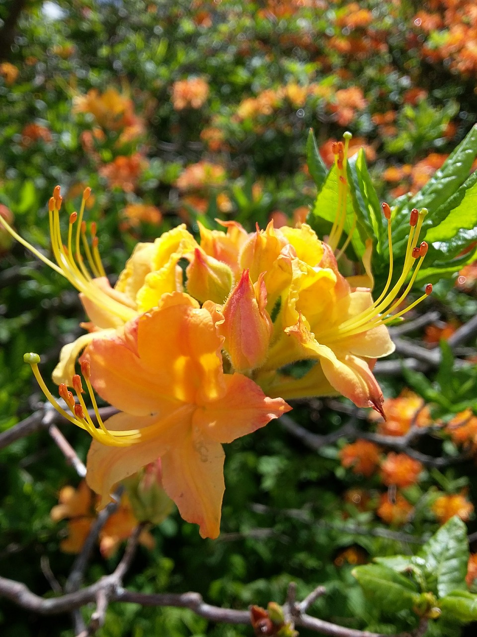 Image - yellow azaleas yellow flower spring