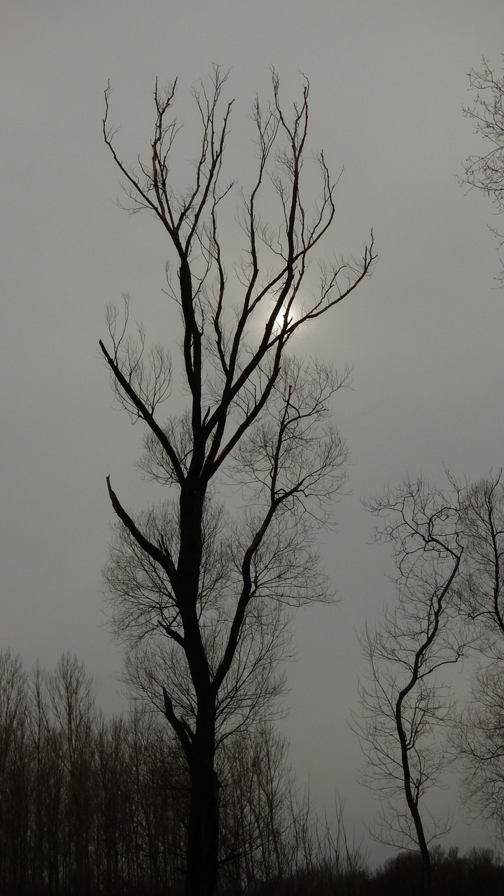 Image - tree mrtvy winter