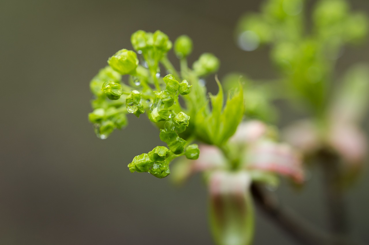 Image - buds in the rain wet green rain