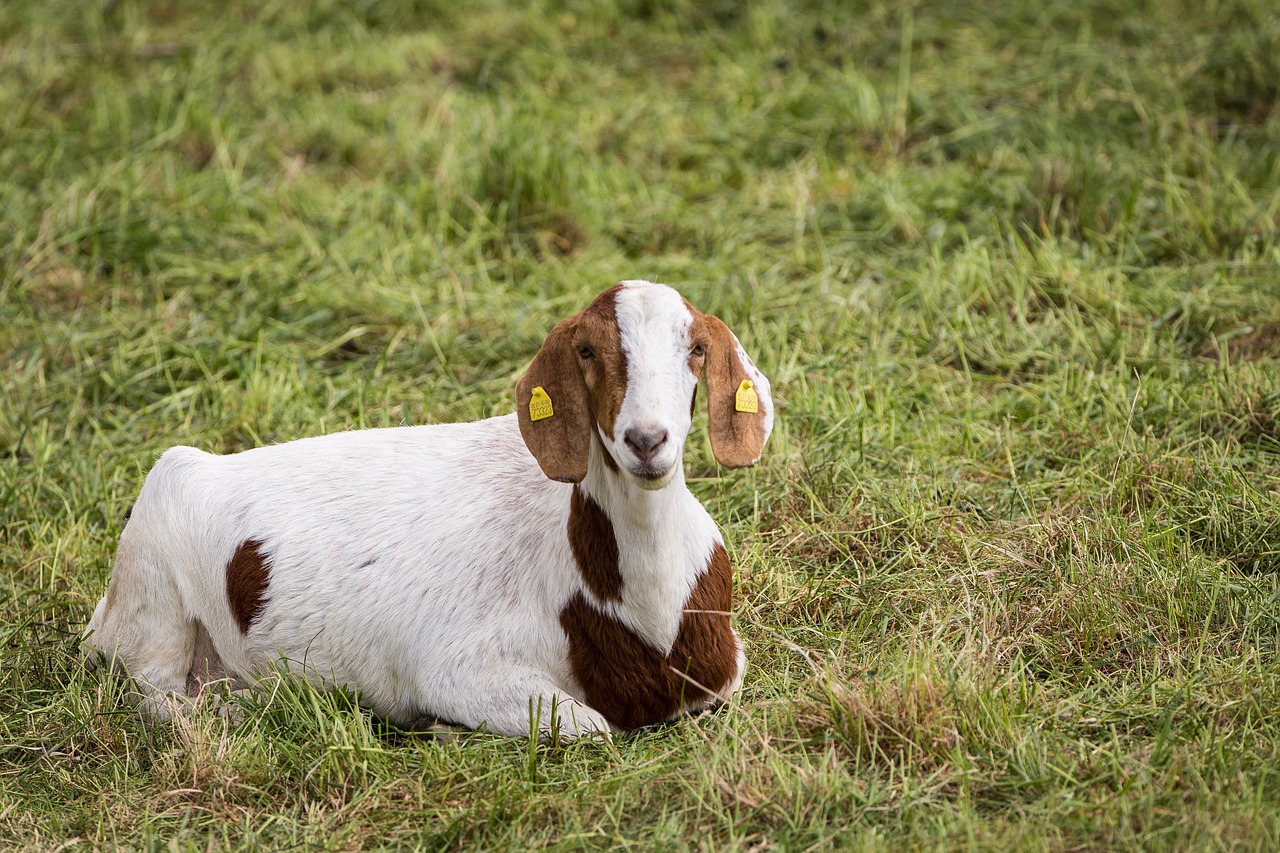 Image - billy goat pasture flock mammals