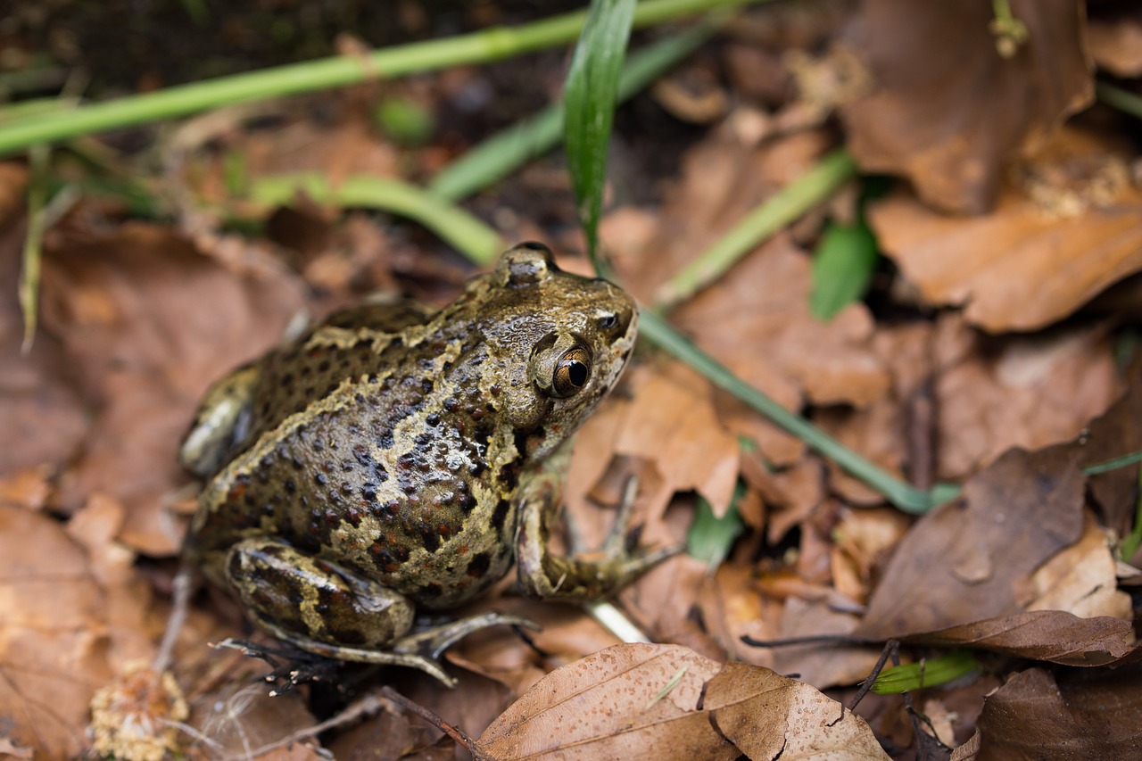 Image - toad forest leaves autumn