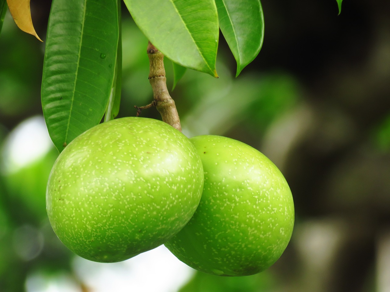 Image - green fresh vegetable tree hanging