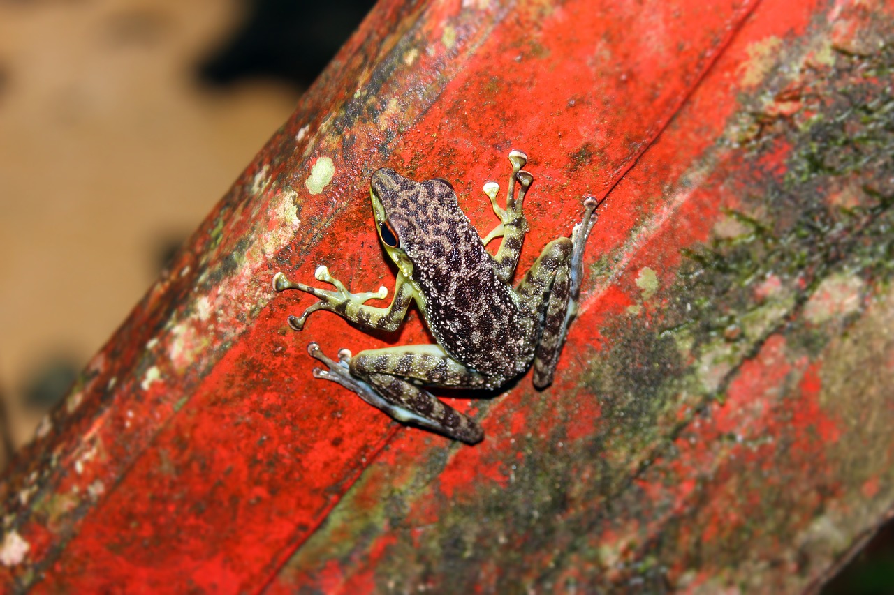 Image - frog nature fauna animal amphibian