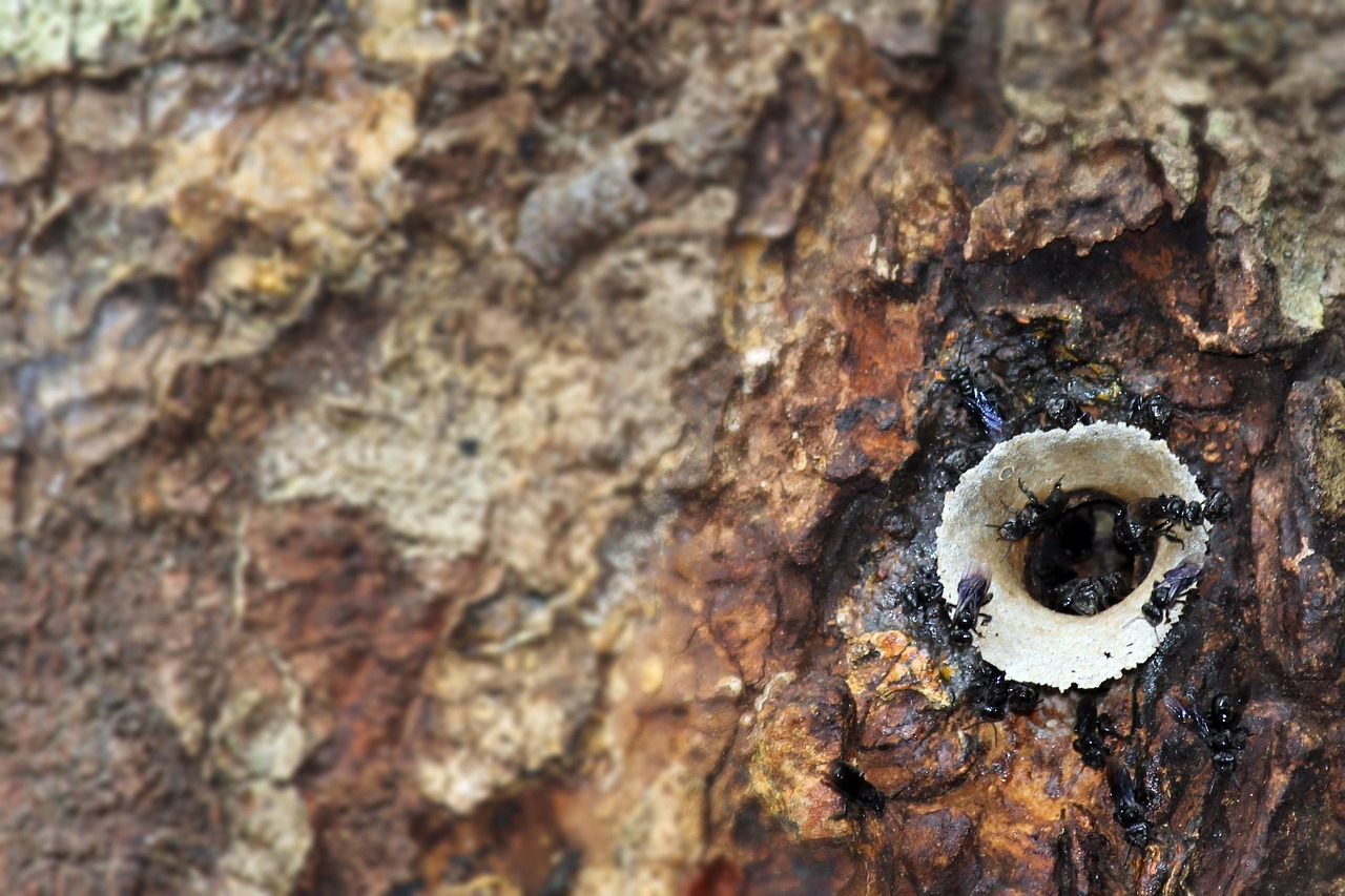 Image - ants tree tropical nature macro