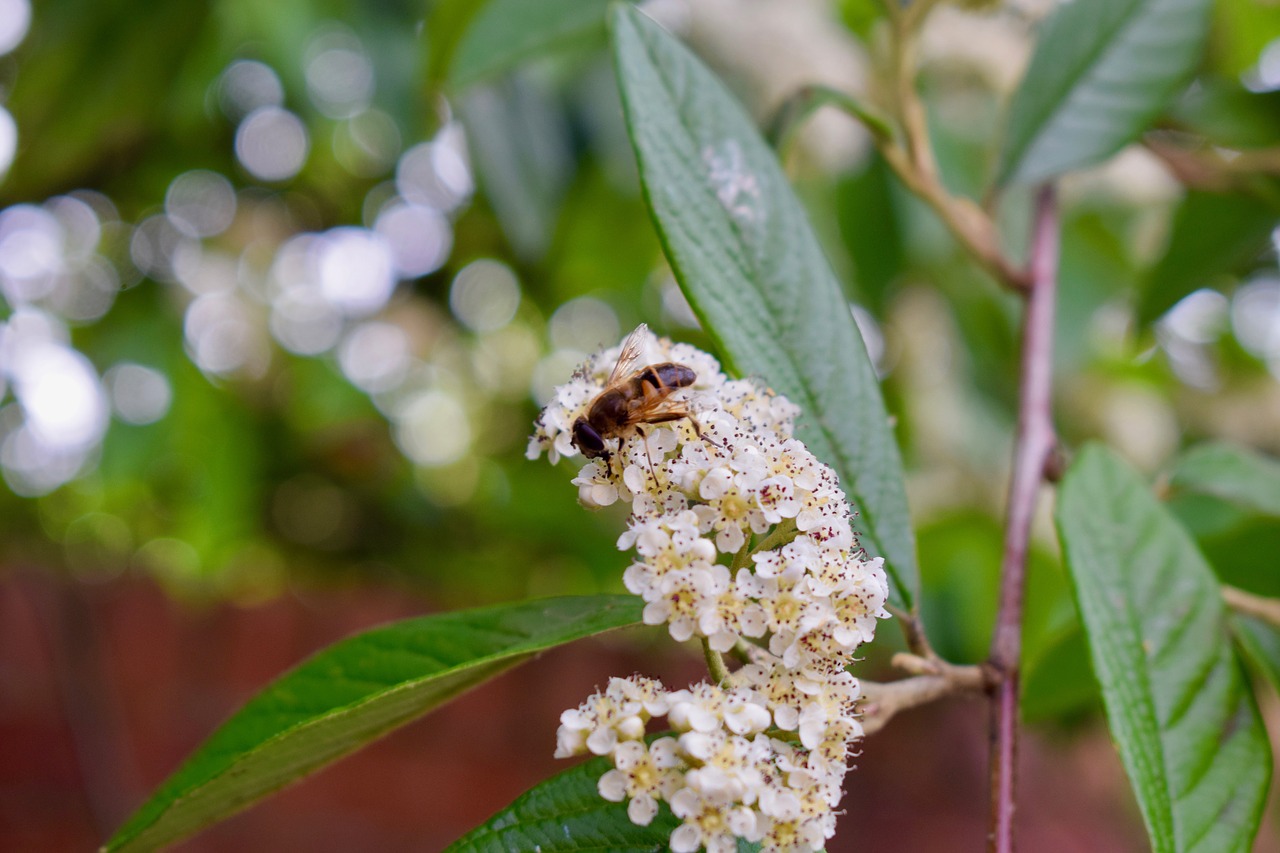 Image - wasp insect pollen foliage nature
