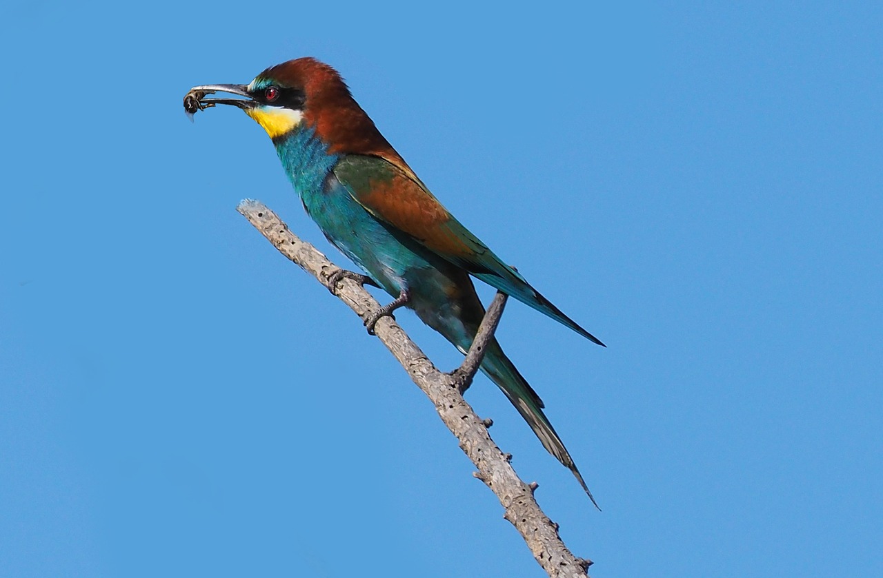 Image - nature bird little bee eater colors