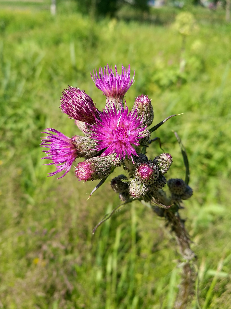 Image - agrimony flowers pink plant field