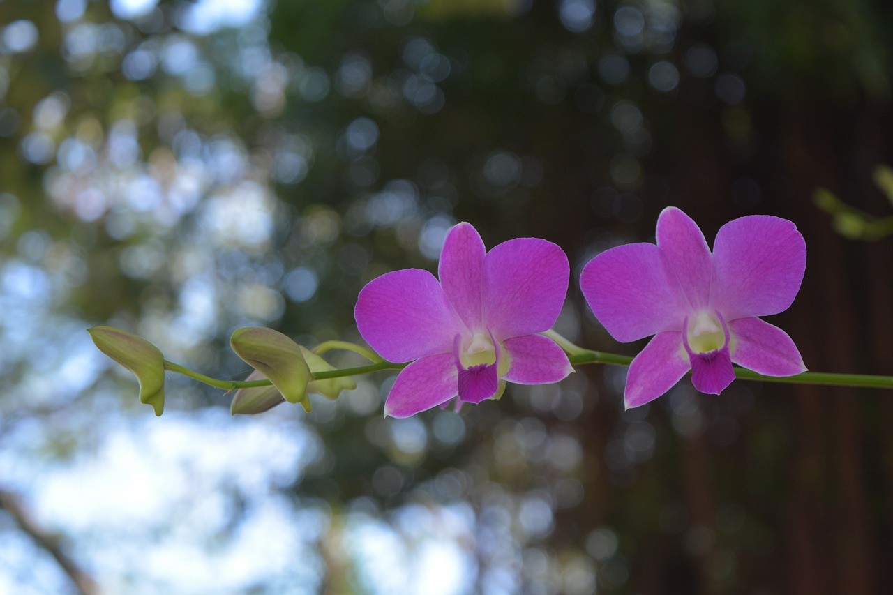 Image - flowers pink thai orchid