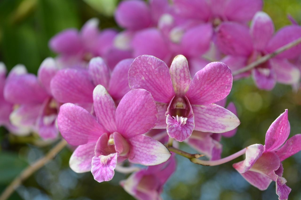 Image - flowers pink thai orchid