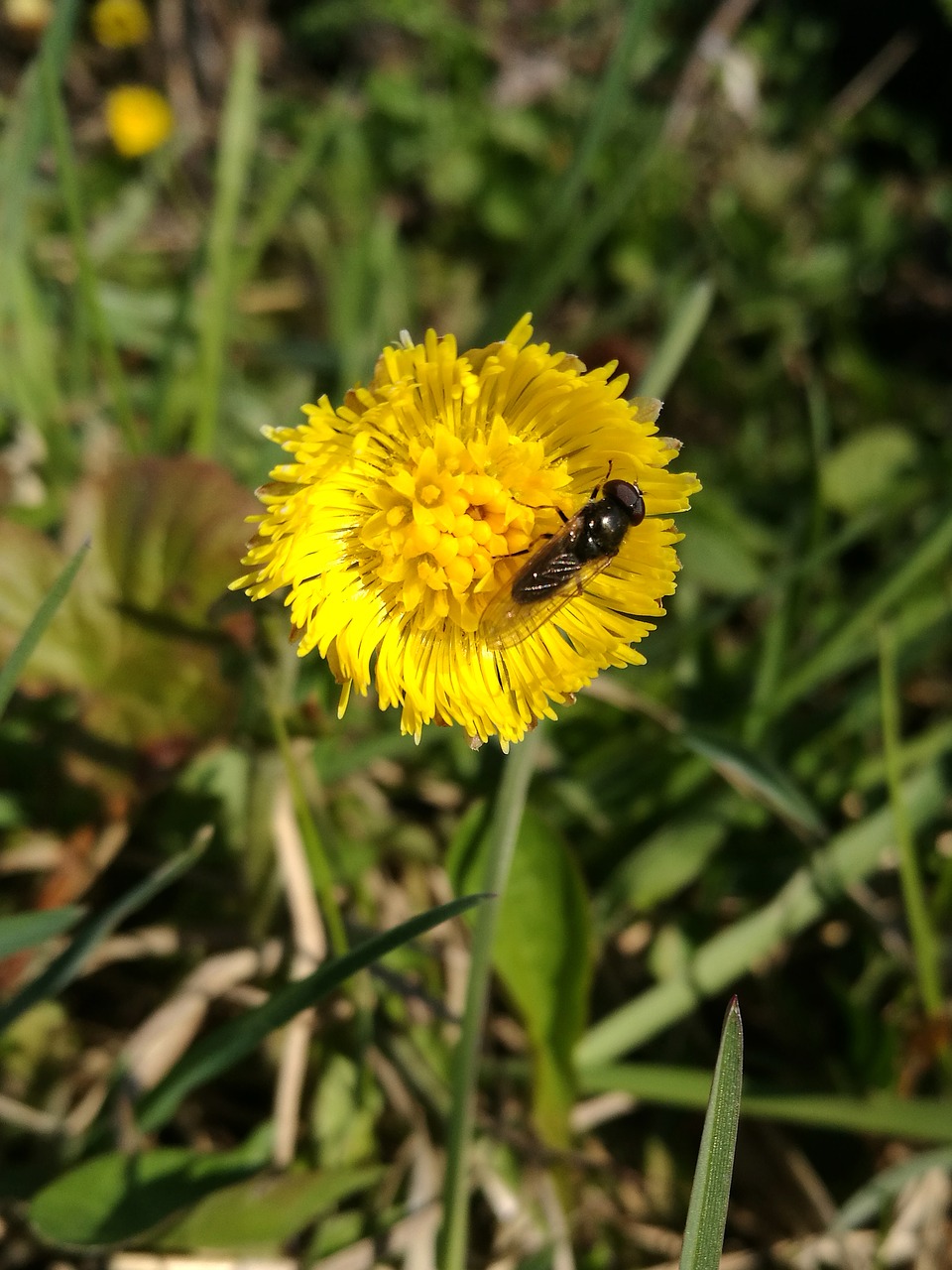 Image - mother and stepmother spring macro