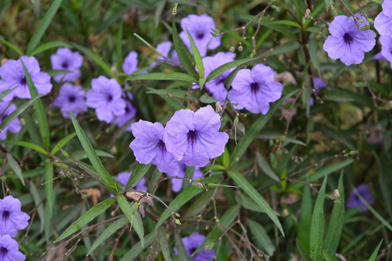 Image - flowers purple purple flowers cho