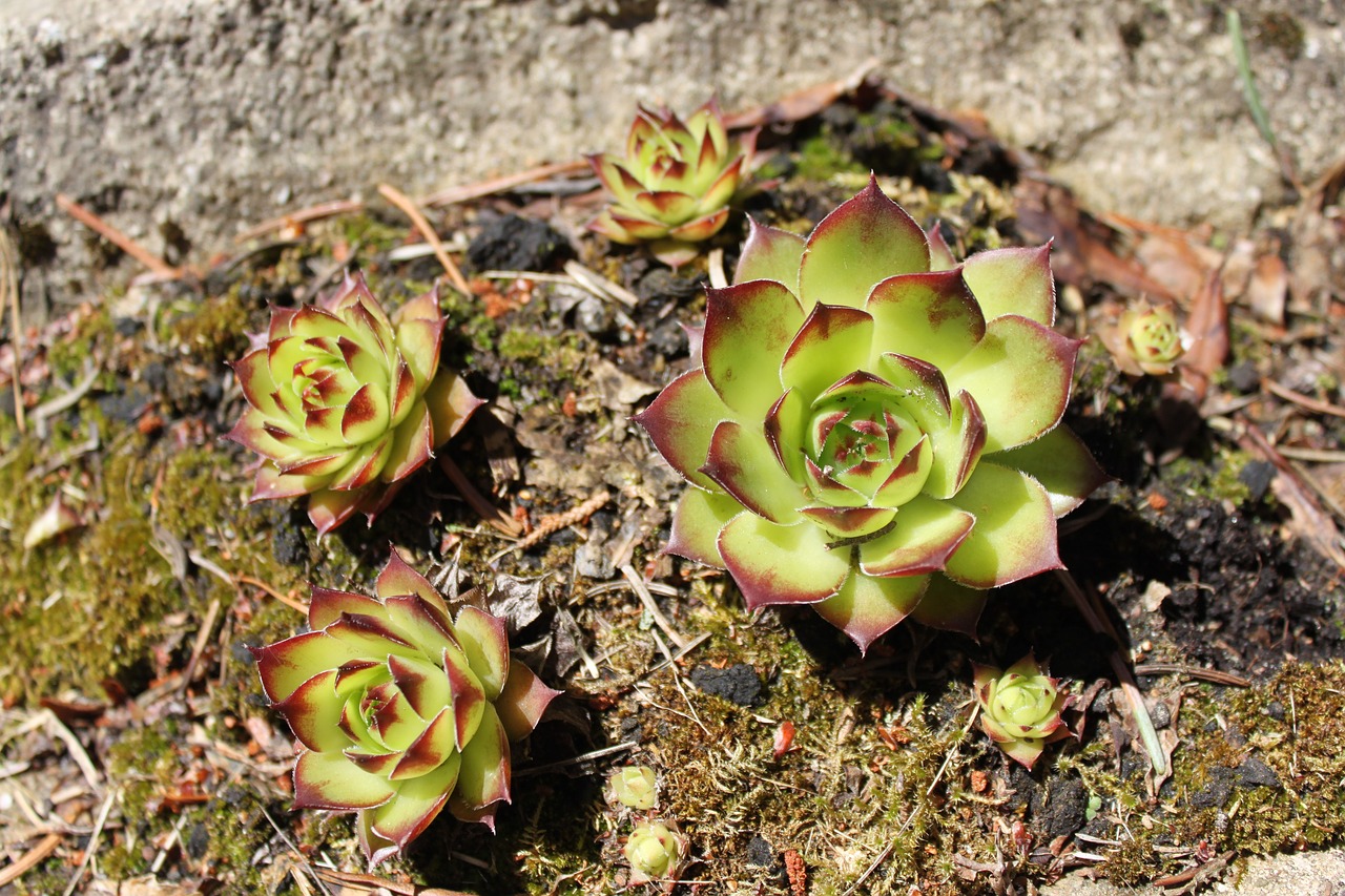 Image - sedum sempervivumväxter dry plant