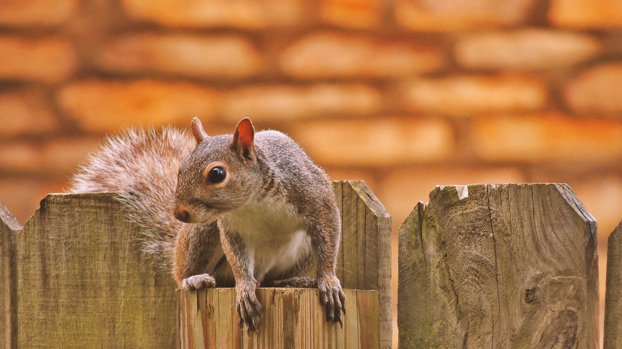 Image - squirrel fence photoshop