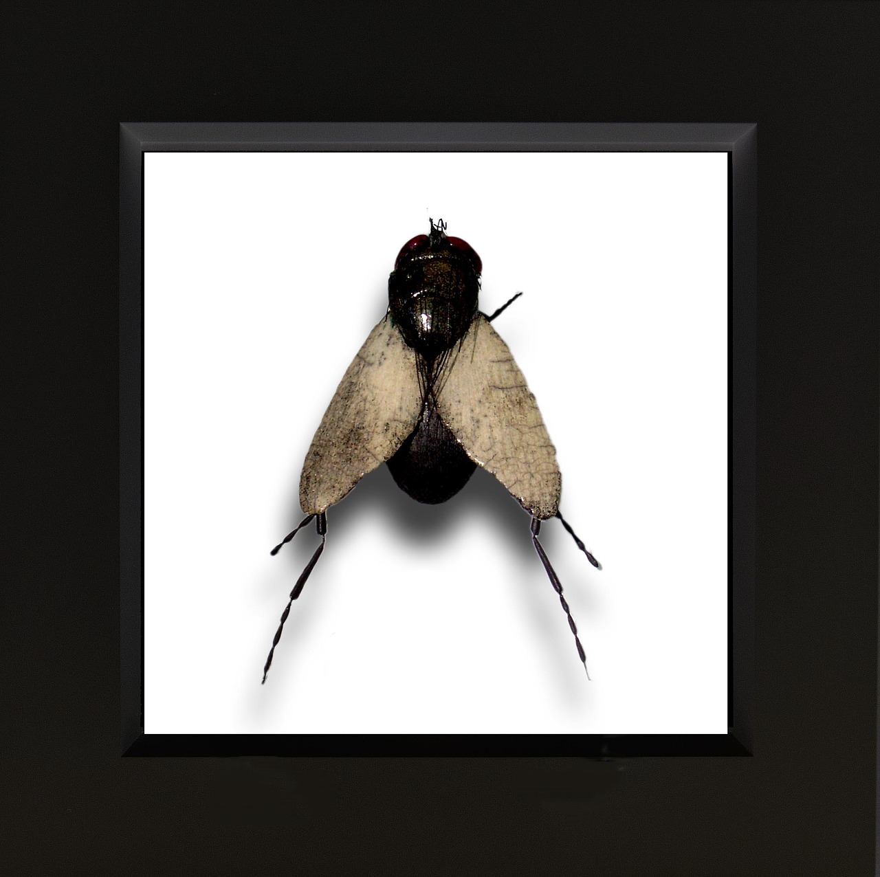 Image - ceramic insect art fly