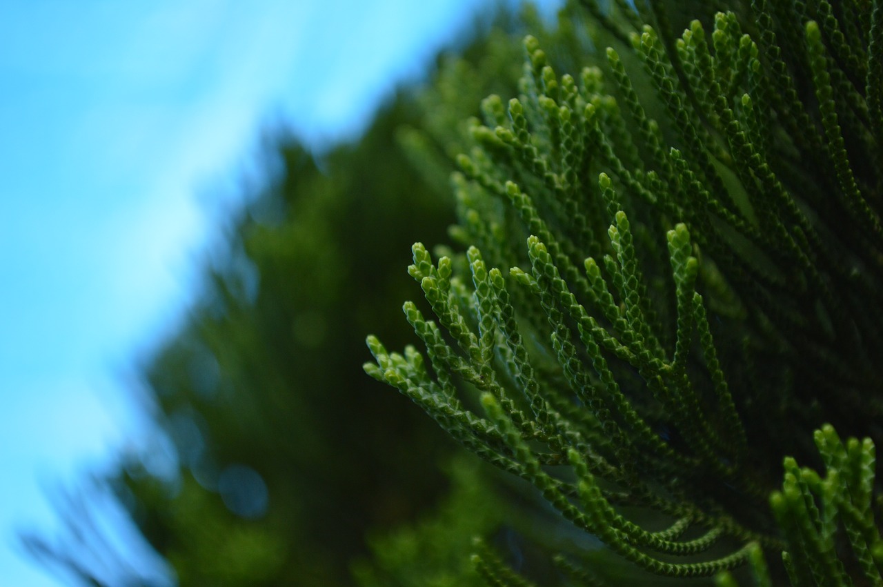 Image - plants form green blue