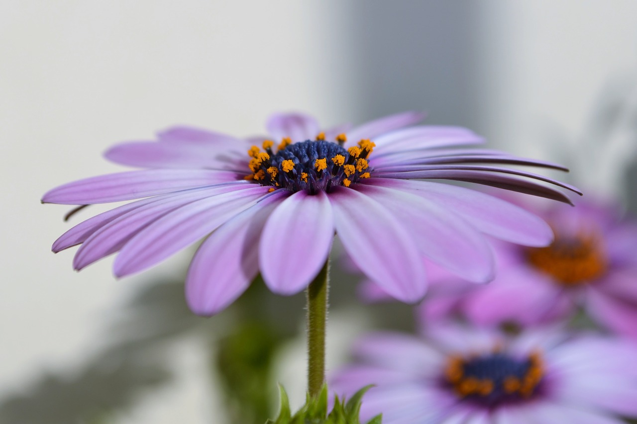 Image - flower macro nature plant