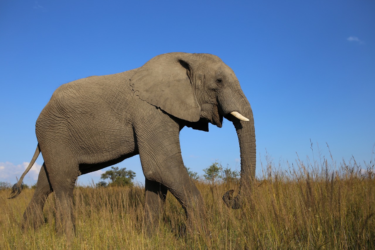 Image - african elephant grassland zimbabwe