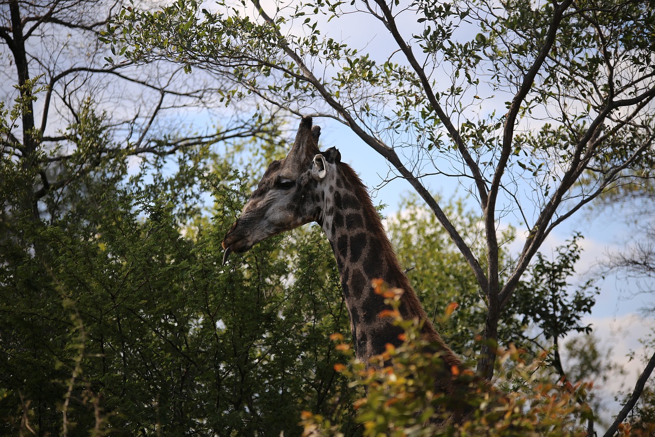 Image - giraffe victoria falls national park