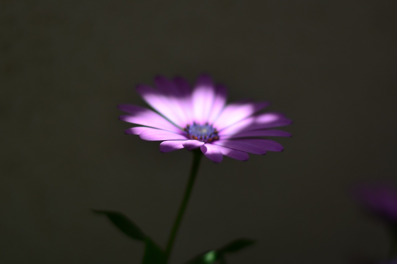 Image - flower macro nature plant