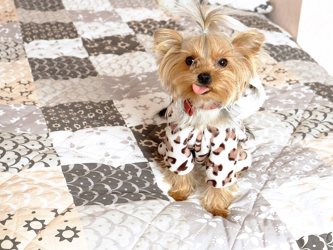 Image - dog the language smile pets