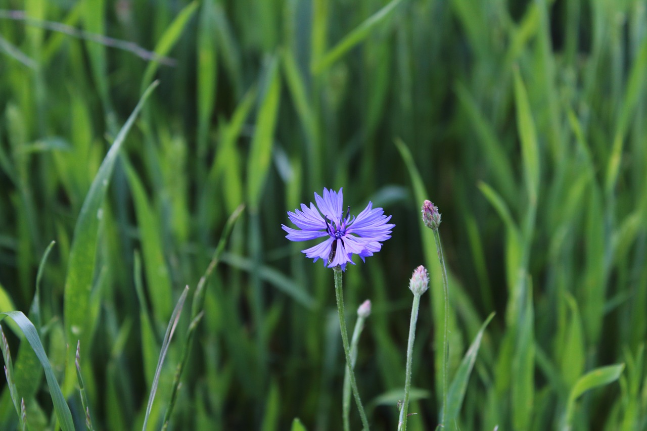 Image - meadow nature blue flowers