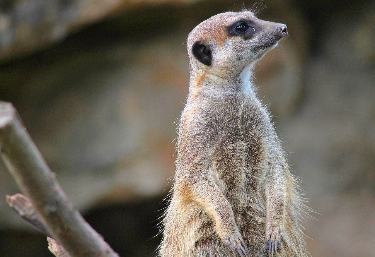 Image - meerkat mongoose scharrtier