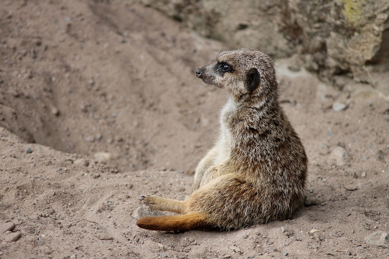 Image - meerkat mongoose scharrtier
