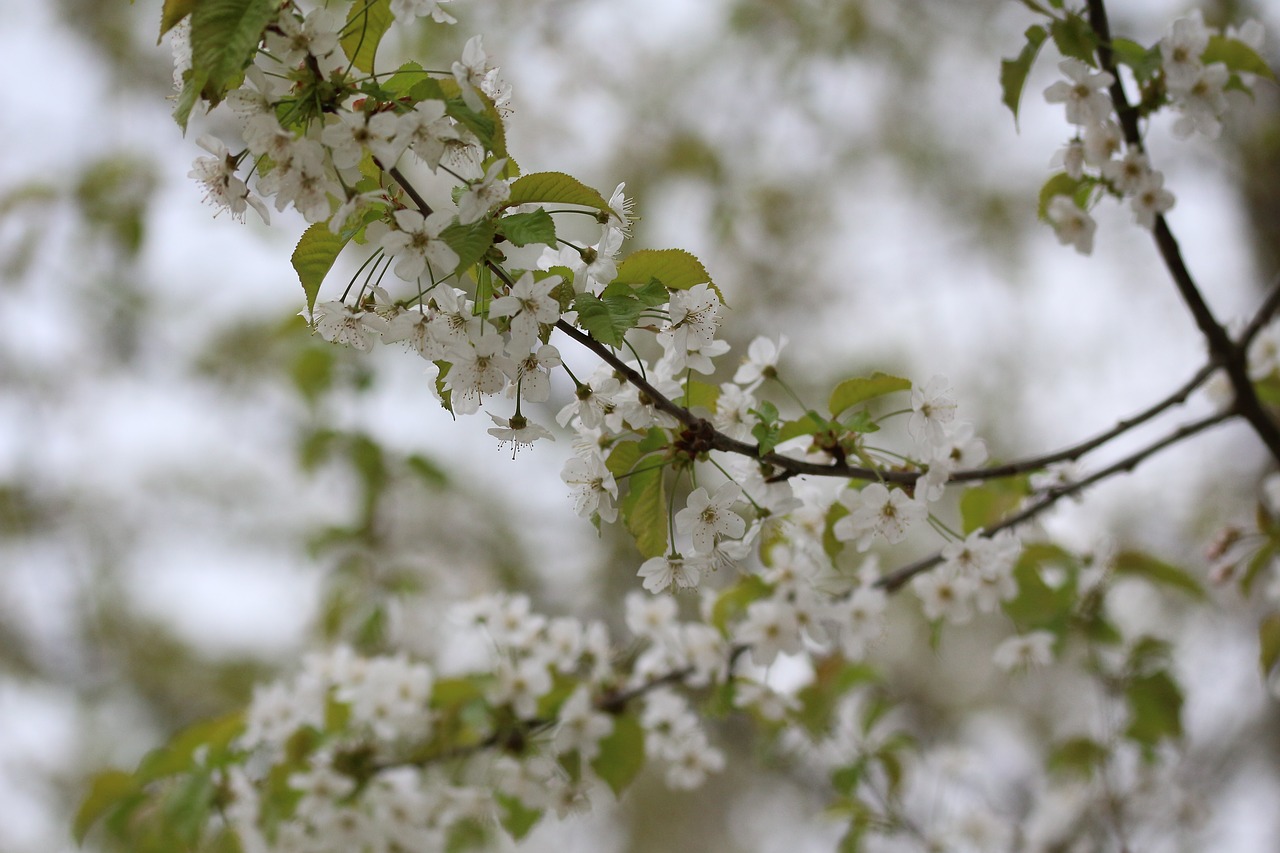 Image - cherry tree cherry harvest blossom