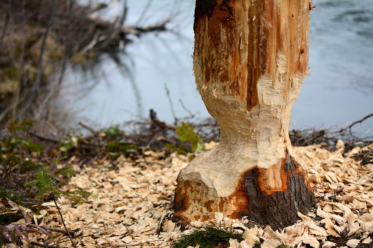 Image - beaver gnaw tree gnawed trunk