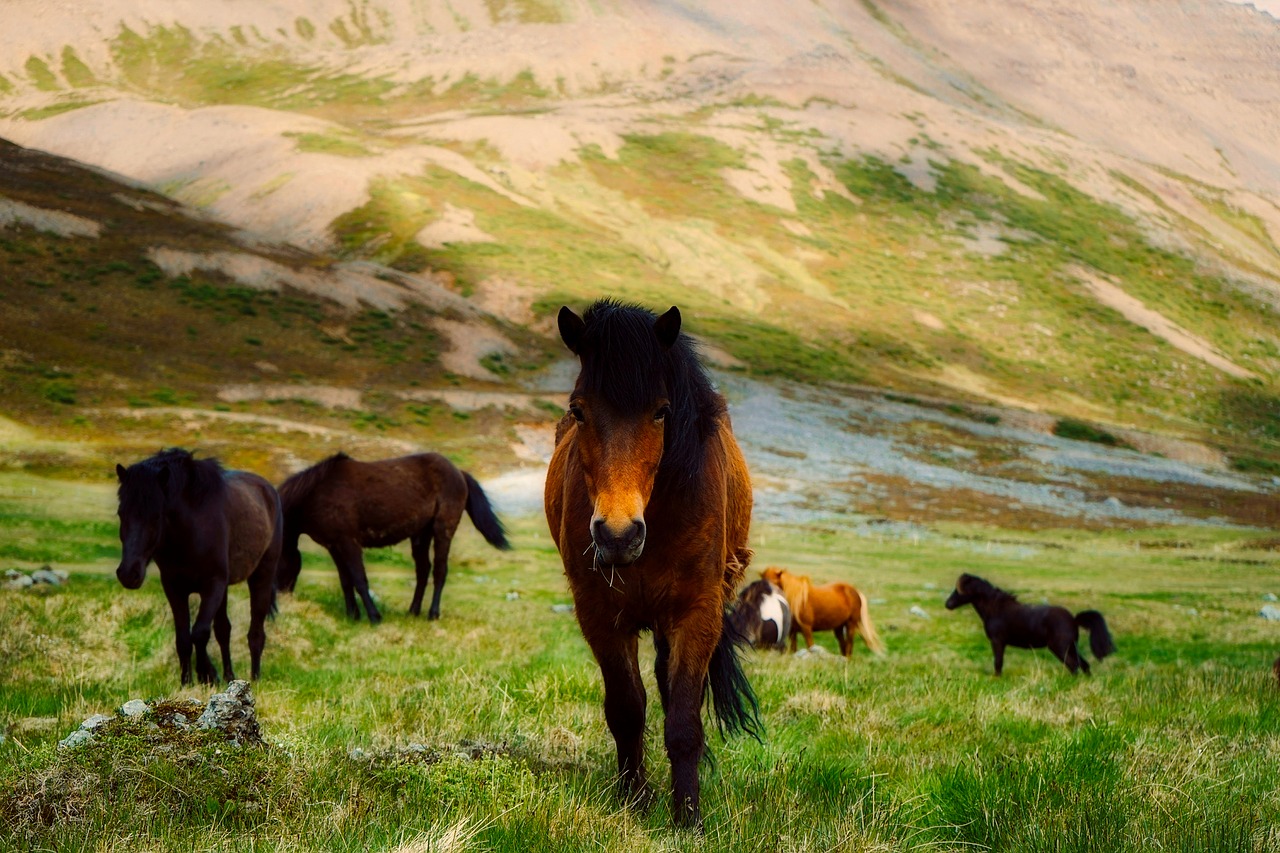 Image - iceland horses wild ponies herd