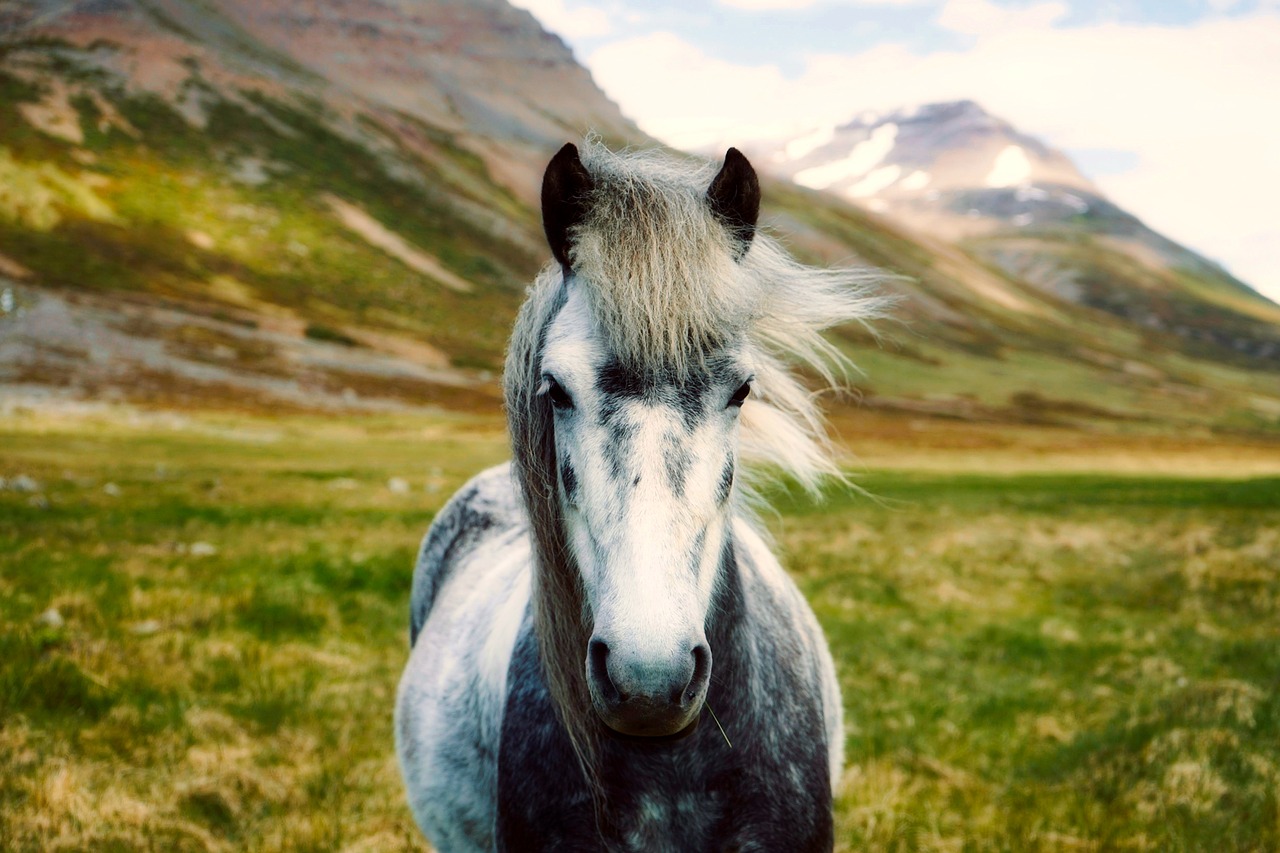 Image - iceland horse pony wild closeup