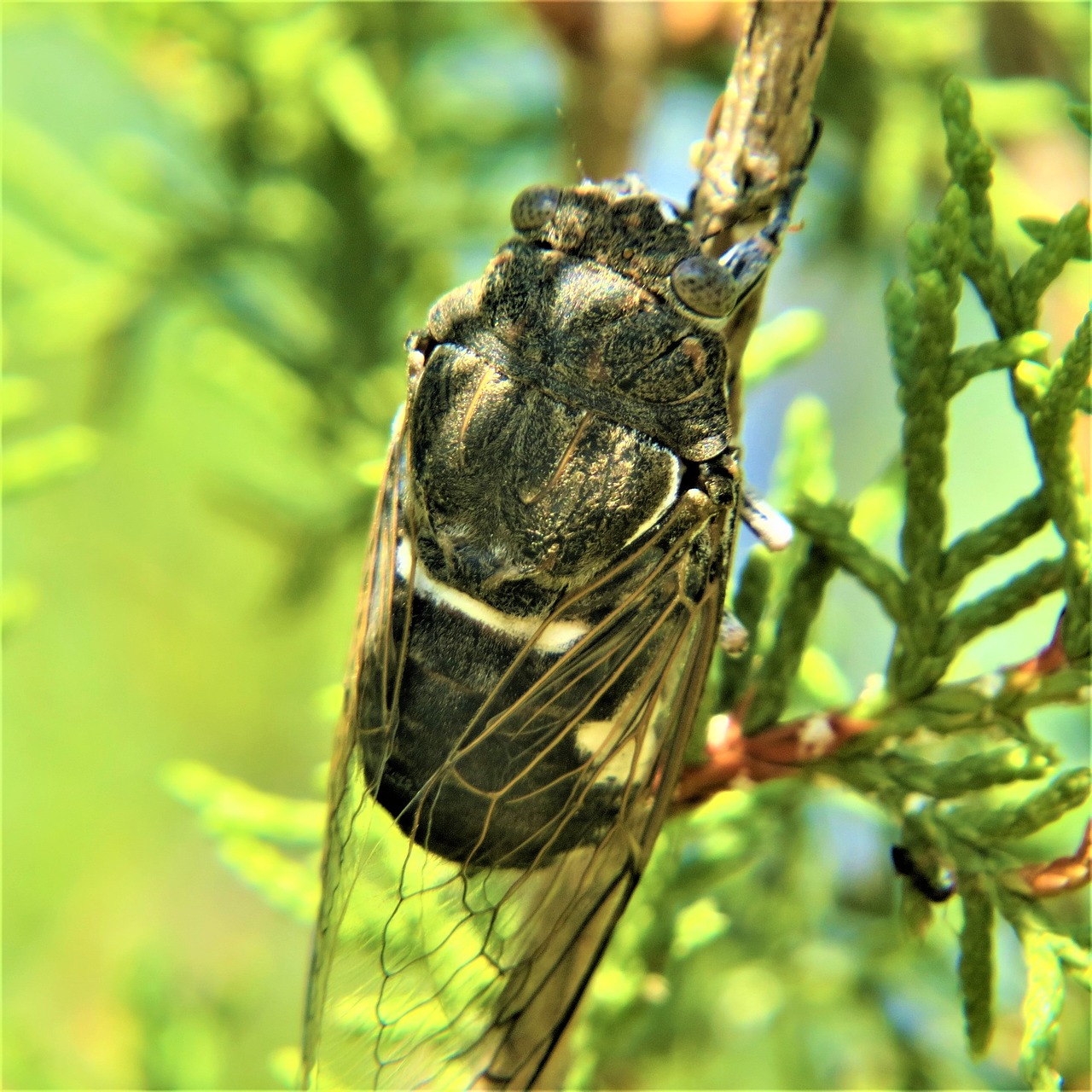 Image - insect cicada hiking nature