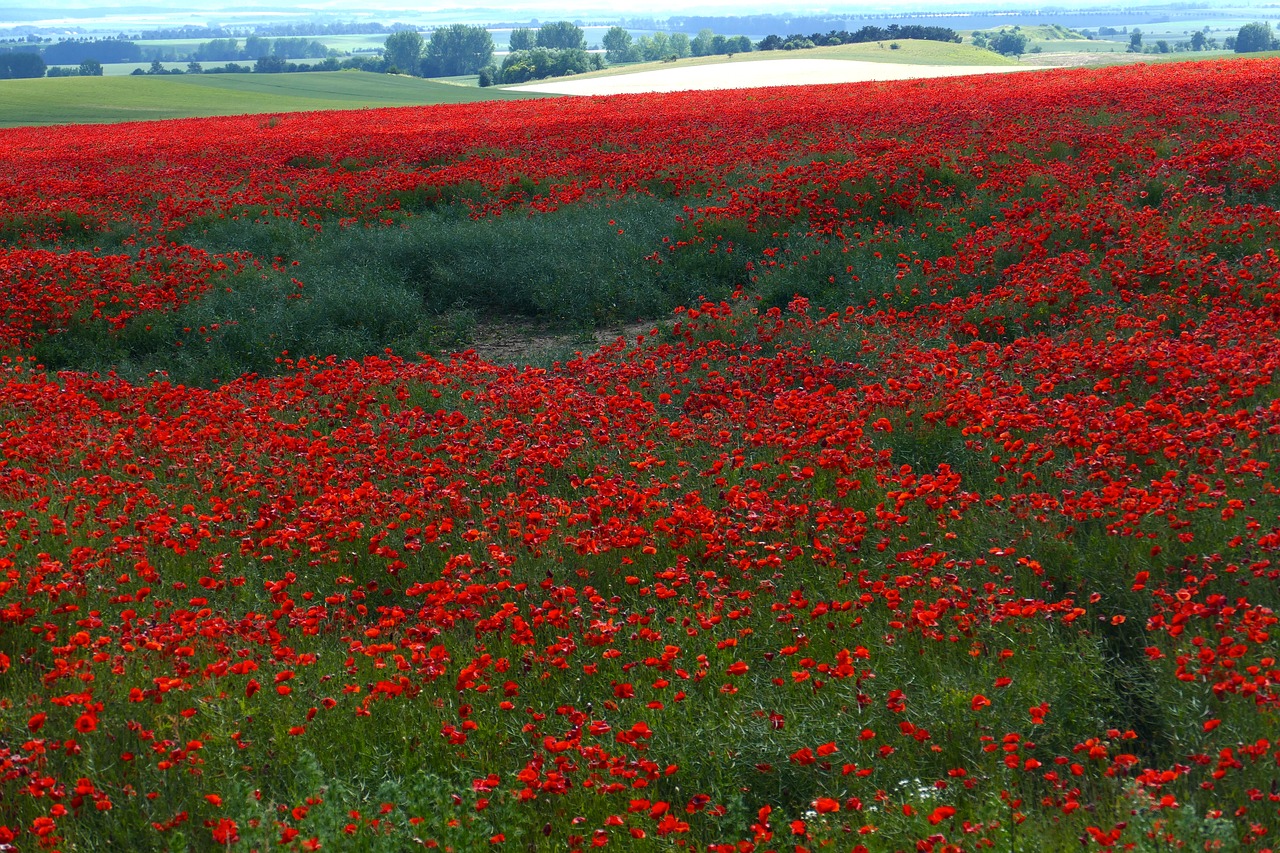 Image - field poppy wild romantic red